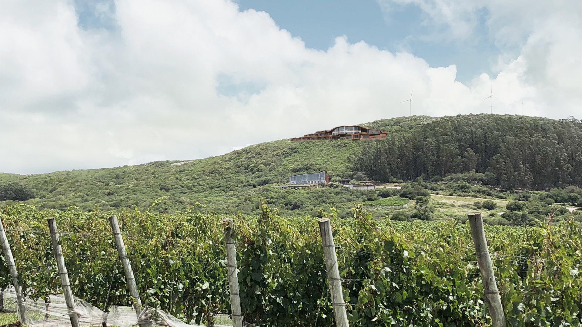 Bodas en Viña Edén