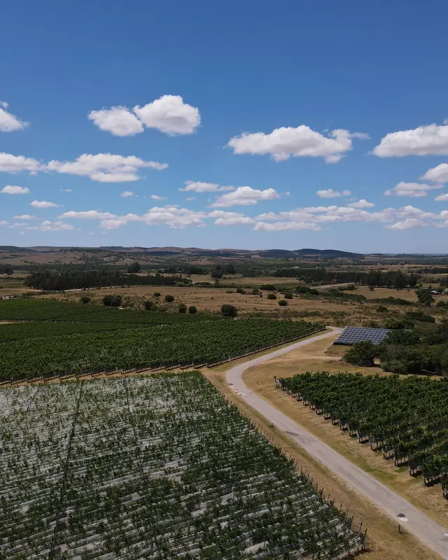 Rows of vines at Viña Edén from the air