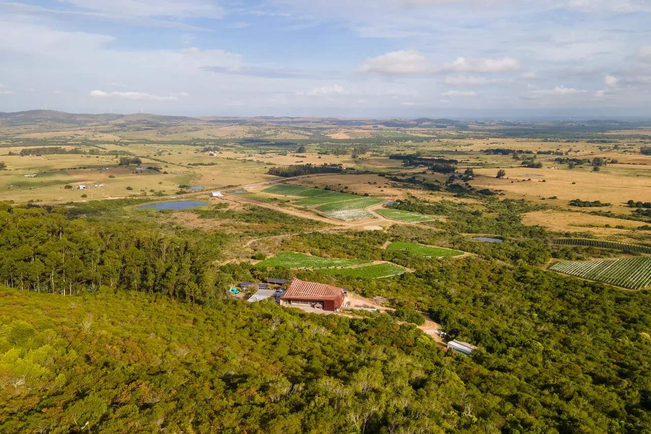 The Viña Edén estate from the air: woods, vineyards and the winery among the hills of Pueblo Edén