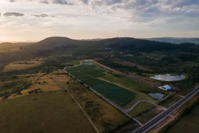 Viñedo junto a la ruta al atardecer, con el cerro detrás
