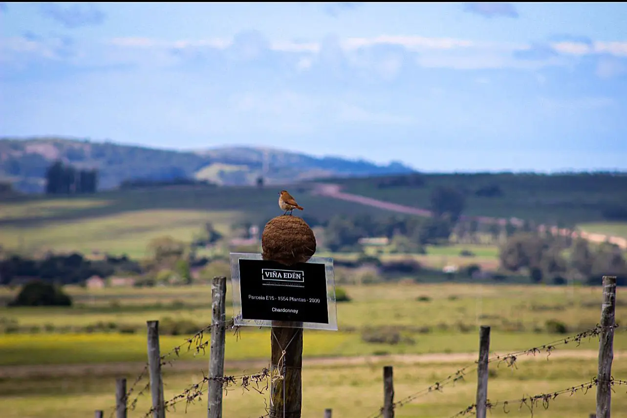 Hornero — native bird in Viña Edén vineyard